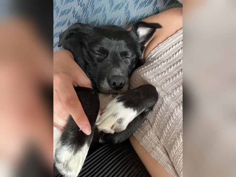 Monty sucht ein Für-immer-Zuhause