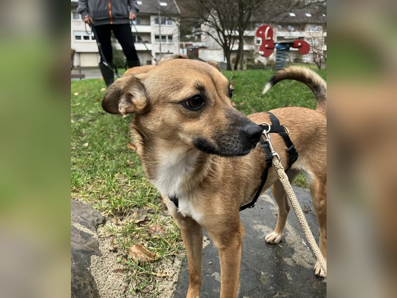 Zauberhafte kleine Rosé