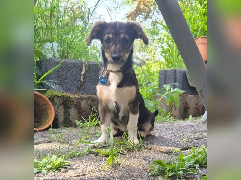 Niedliche kleine Ulla sucht eine Familie