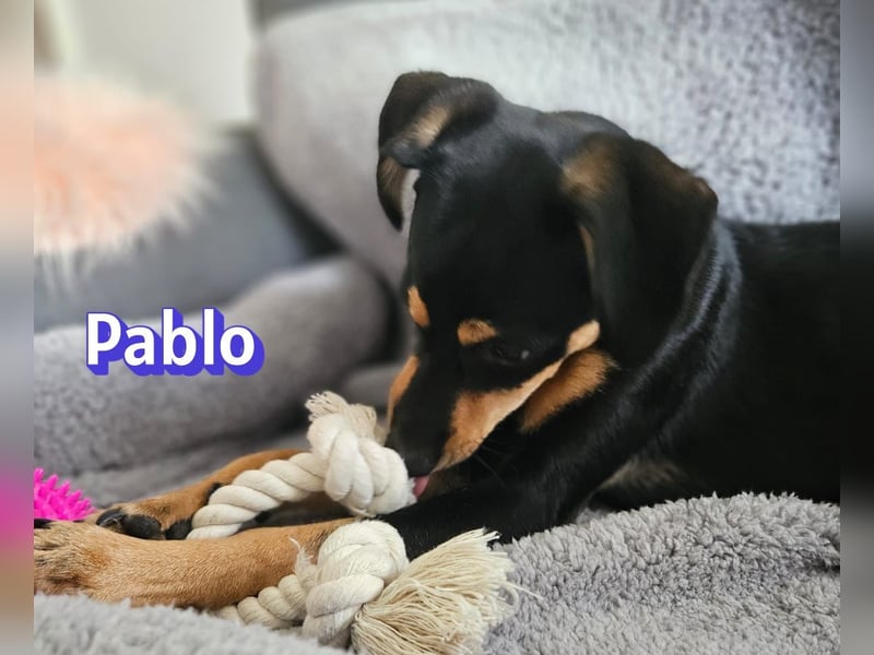 Pablo, 09/25 - treuer Begleiter sucht Familie in 51109 Köln