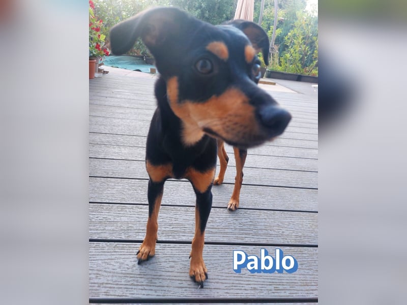Pablo, 09/25 - treuer Begleiter sucht Familie in 51069 Köln