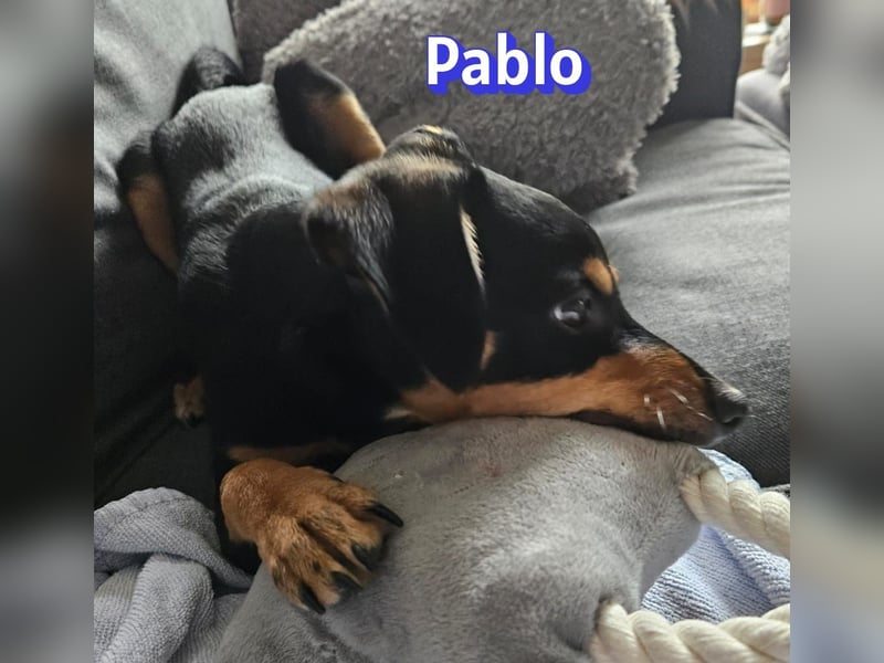 Pablo, 09/25 - treuer Begleiter sucht Familie in 51109 Köln