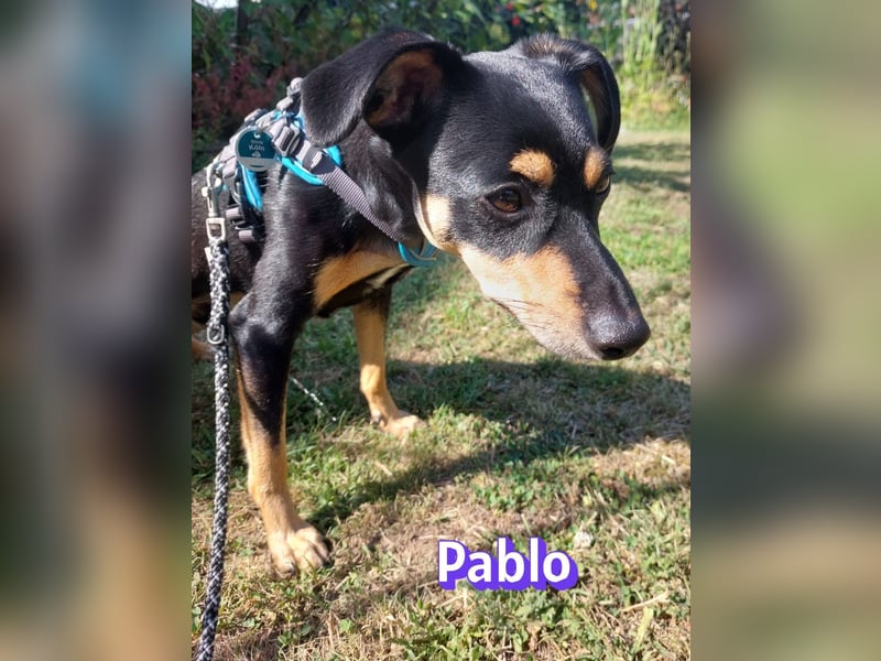 Pablo, 09/25 - treuer Begleiter sucht Familie in 51069 Köln