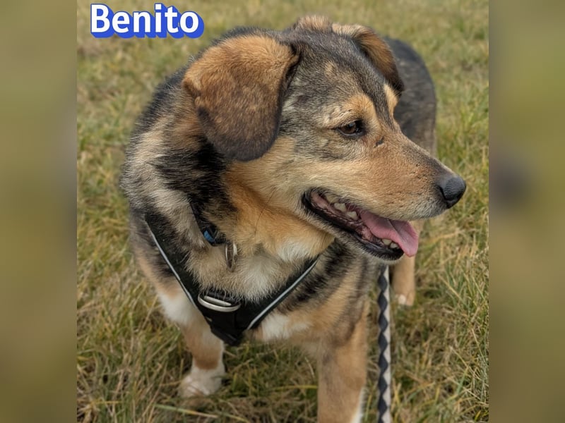 Vermittlungshilfe Benito; 69221 Dossenheim