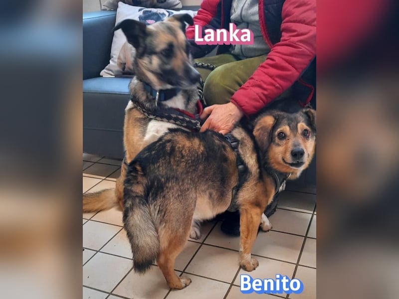 Vermittlungshilfe Benito; 69221 Dossenheim