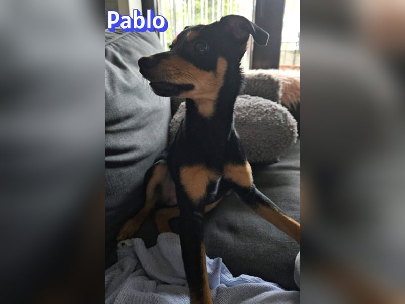 Pablo, 09/25 - treuer Begleiter sucht Familie in 51109 Köln