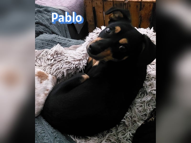 Pablo, 09/25 - treuer Begleiter sucht Familie in 51069 Köln