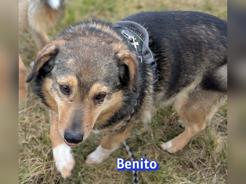 Vermittlungshilfe Benito; 69221 Dossenheim