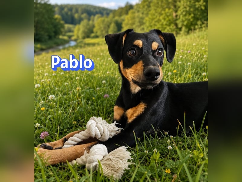 Pablo, 09/25 - treuer Begleiter sucht Familie in 51109 Köln