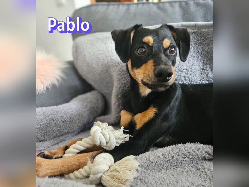 Pablo, 09/25 - treuer Begleiter sucht Familie in 51109 Köln