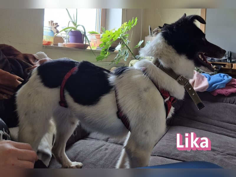 Vermittlungshilfe Lika; 91413 Unternesselbach