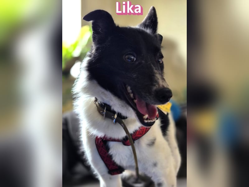 Vermittlungshilfe Lika; 91413 Unternesselbach