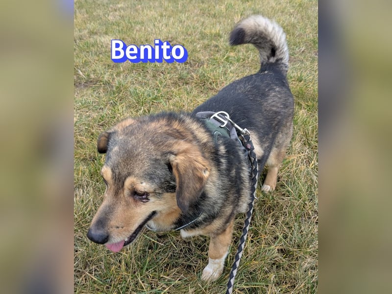 Vermittlungshilfe Benito; 69221 Dossenheim