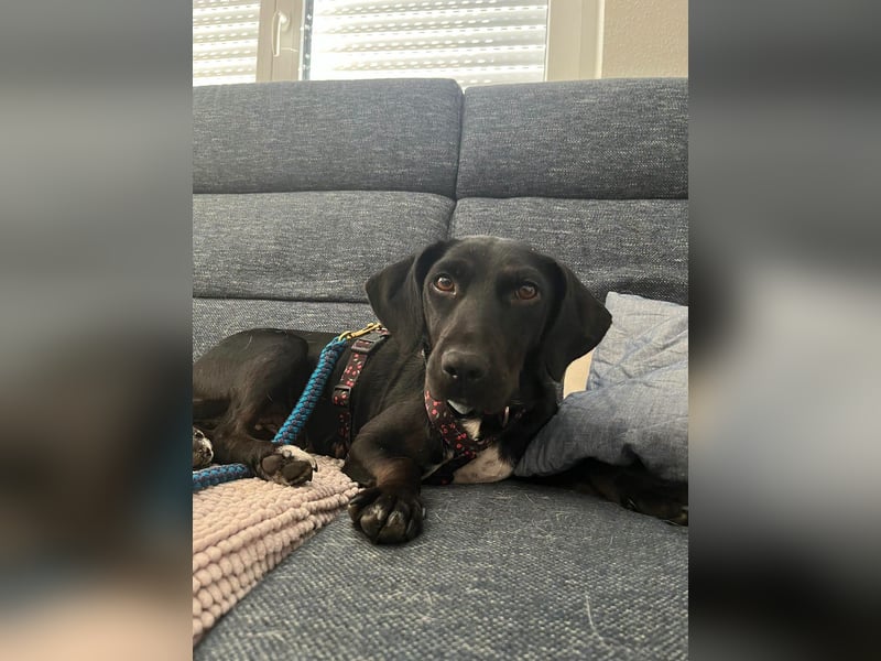 Rosi, kleine Jagdhund Mix Hündin