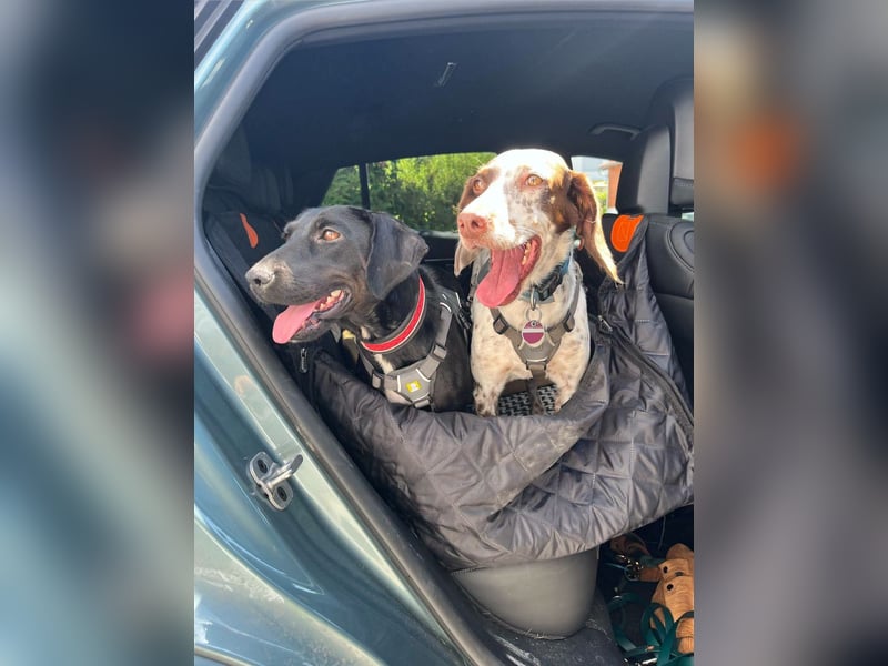 Rosi, kleine Jagdhund Mix Hündin