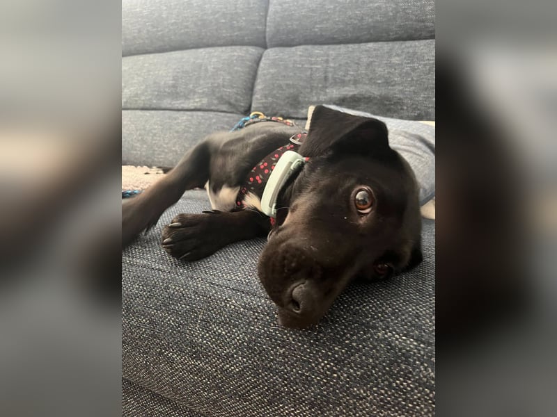 Rosi, kleine Jagdhund Mix Hündin