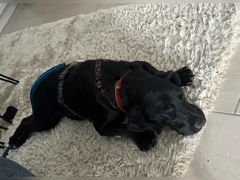 Rosi, kleine Jagdhund Mix Hündin