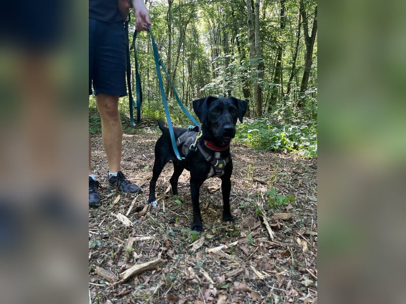 Rosi, kleine Jagdhund Mix Hündin
