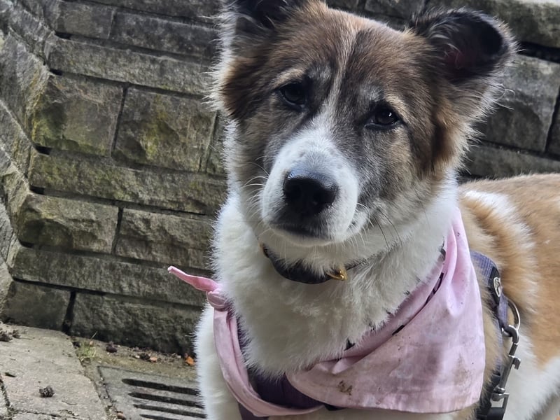 Leia 13,5 kg Persönlichkeit sucht Ihr Für-Immer Zuhause