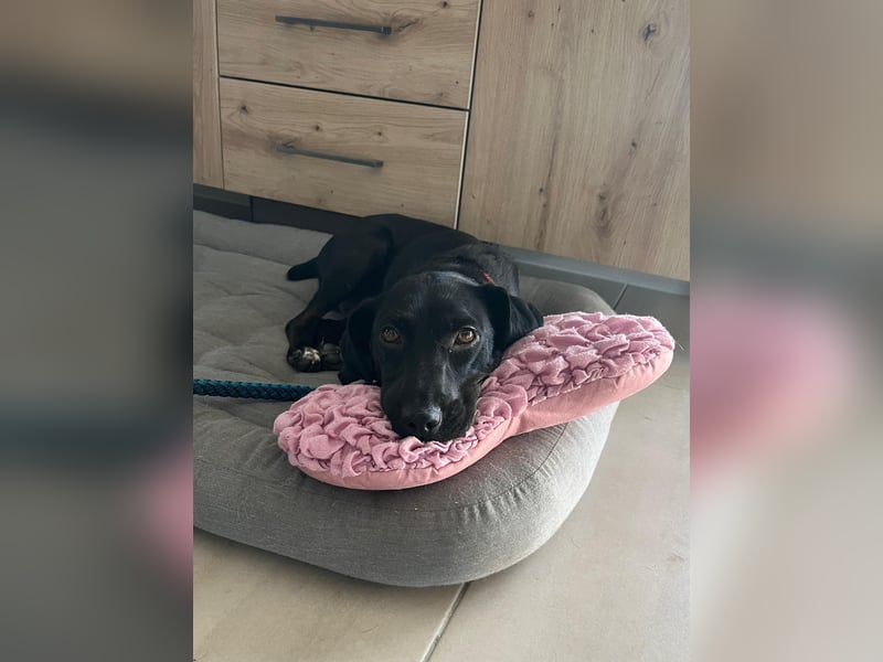 Rosi, kleine Jagdhund Mix Hündin