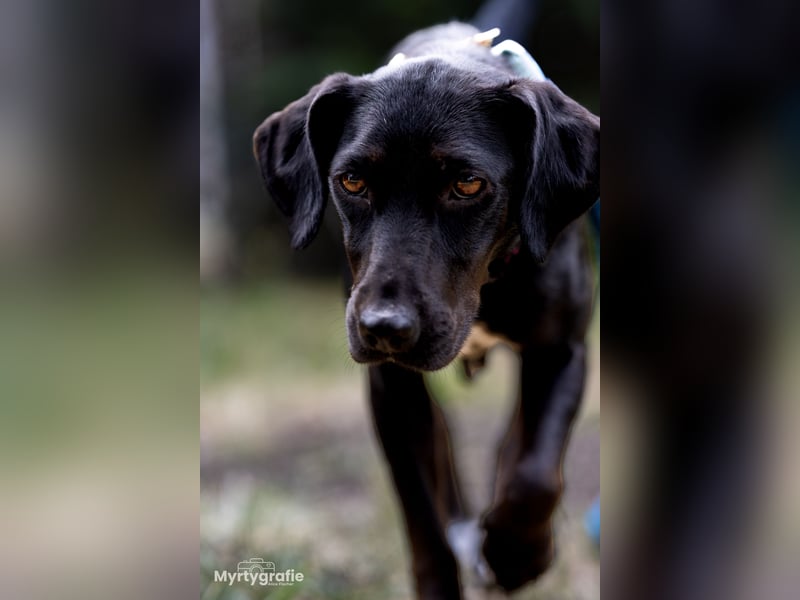 Rosi, kleine Jagdhund Mix Hündin