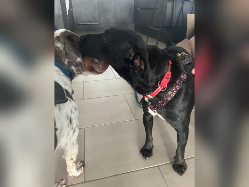 Rosi, kleine Jagdhund Mix Hündin