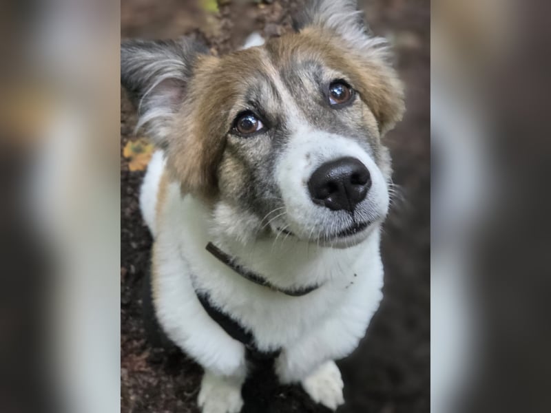 Leia 13,5 kg Persönlichkeit sucht Ihr Für-Immer Zuhause