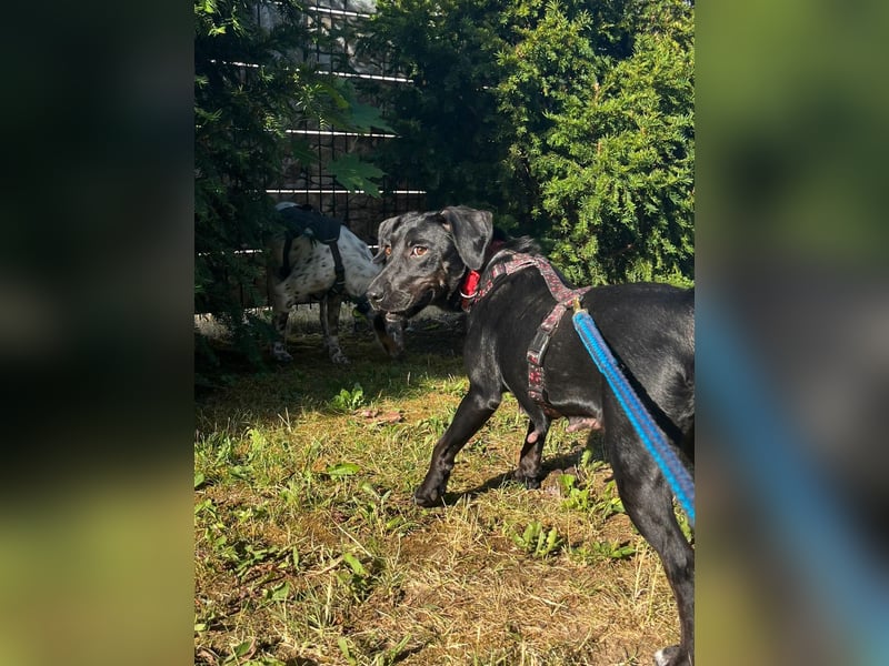 Rosi, kleine Jagdhund Mix Hündin