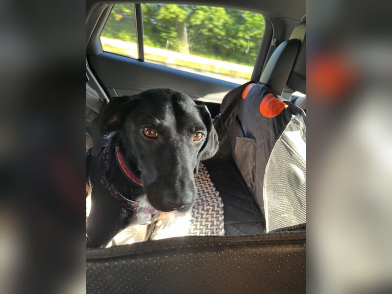 Rosi, kleine Jagdhund Mix Hündin