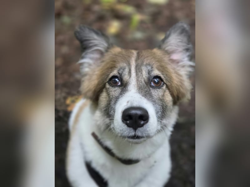 Leia 13,5 kg Persönlichkeit sucht Ihr Für-Immer Zuhause