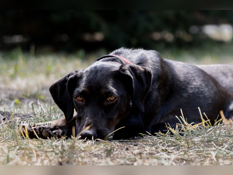 Rosi, kleine Jagdhund Mix Hündin
