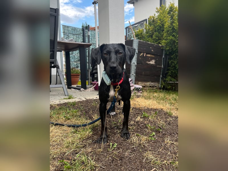 Rosi, kleine Jagdhund Mix Hündin