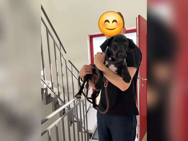 Rosi, kleine Jagdhund Mix Hündin
