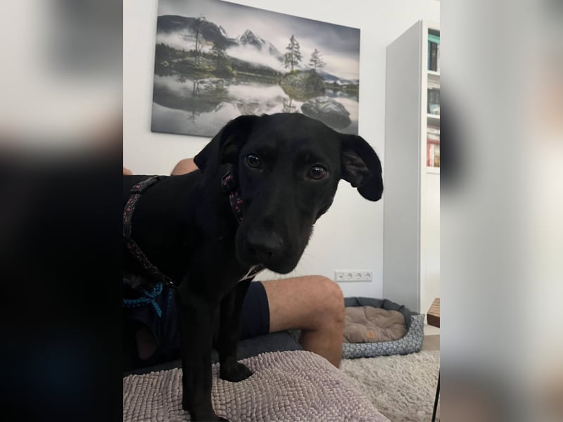 Rosi, kleine Jagdhund Mix Hündin