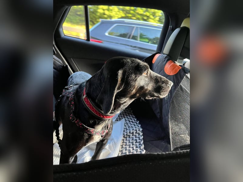 Rosi, kleine Jagdhund Mix Hündin
