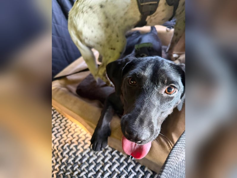 Rosi, kleine Jagdhund Mix Hündin
