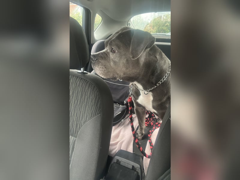 Hündin 6 schweren Herzens abzugeben