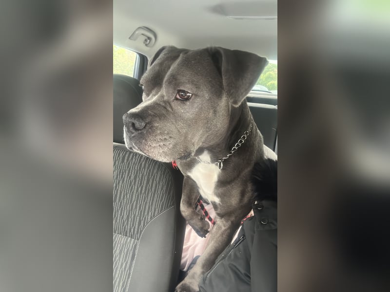 Hündin 6 schweren Herzens abzugeben