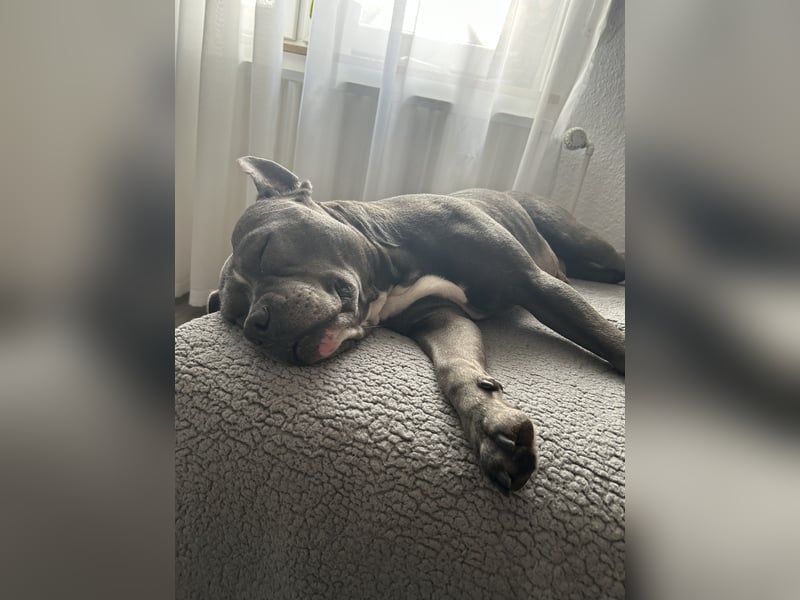 Hündin 6 schweren Herzens abzugeben