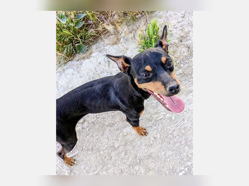 Cooper (CO) fröhlicher und liebevoller kleiner Kerl