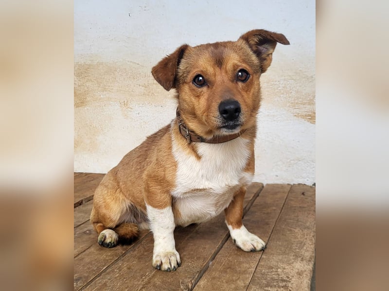 Willy (PA) eine wirklich süße kleine Zuckerschnute