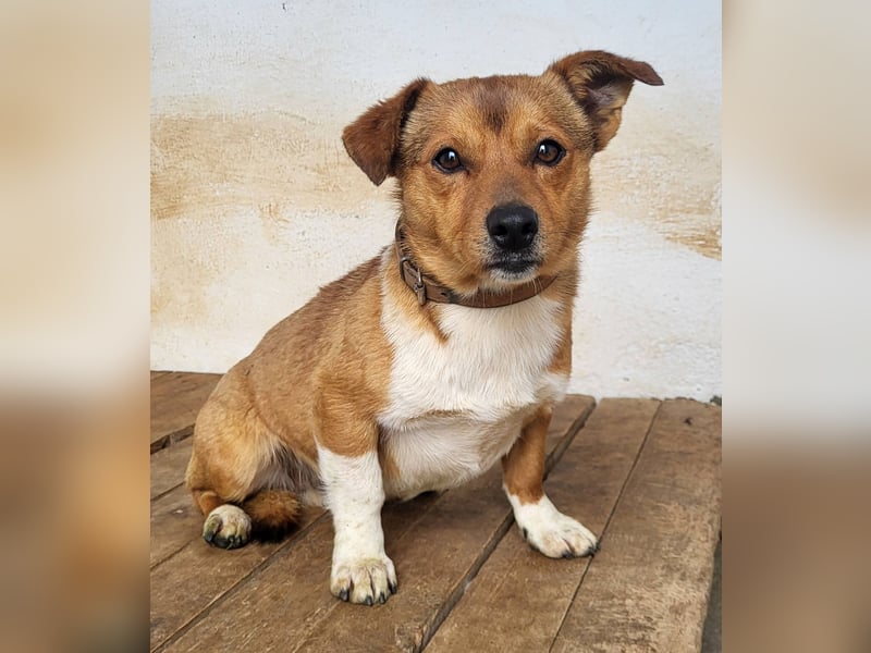 Willy (PA) eine wirklich süße kleine Zuckerschnute