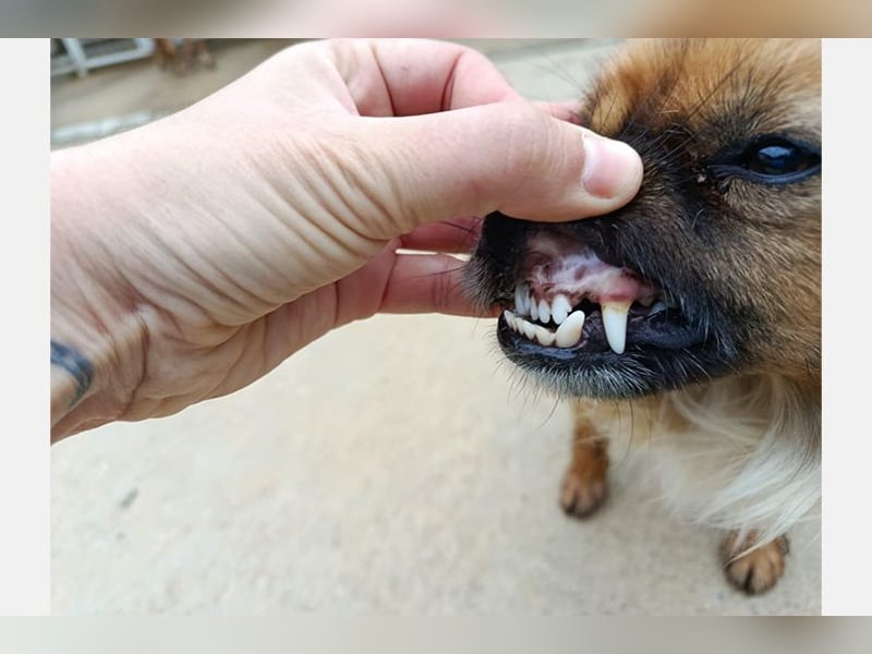 Zuri (LR) eine kleine Herzensbrecherin