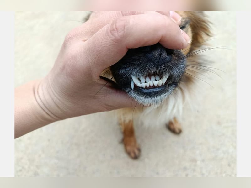 Zuri (LR) eine kleine Herzensbrecherin