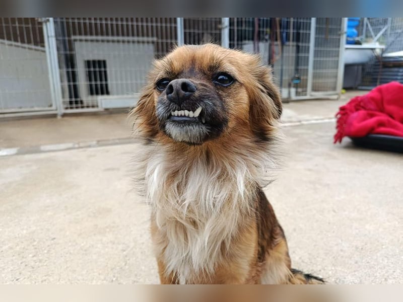 Zuri (LR) eine kleine Herzensbrecherin