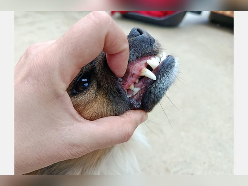 Zuri (LR) eine kleine Herzensbrecherin