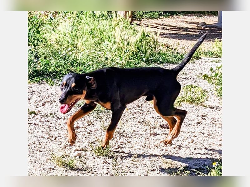 Cooper (CO) fröhlicher und liebevoller kleiner Kerl