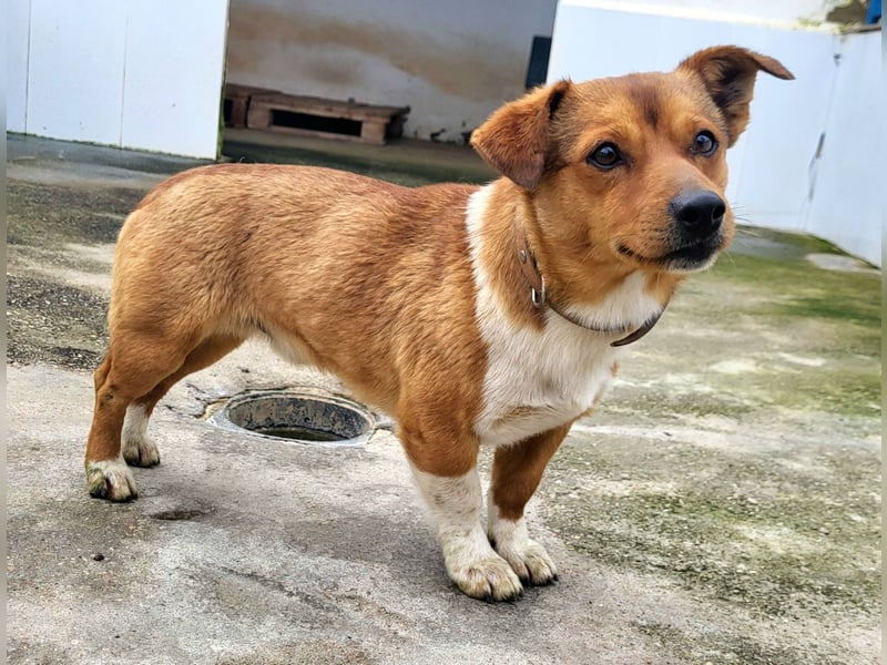 Willy (PA) eine wirklich süße kleine Zuckerschnute