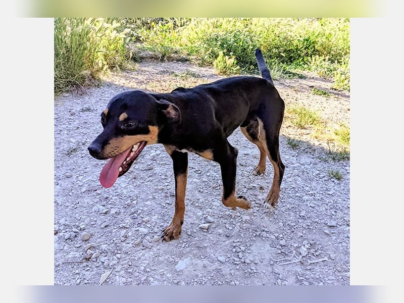 Cooper (CO) fröhlicher und liebevoller kleiner Kerl