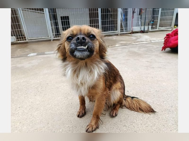 Zuri (LR) eine kleine Herzensbrecherin